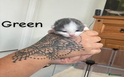 Norwegian Forest Cat cats for sale: Norwegian Forest cat x Scottish straight - Image 6