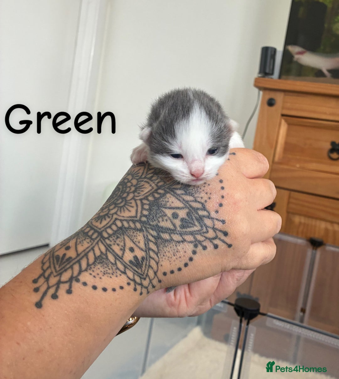 Norwegian Forest Cat cats for sale: Norwegian Forest cat x Scottish straight - Image 6