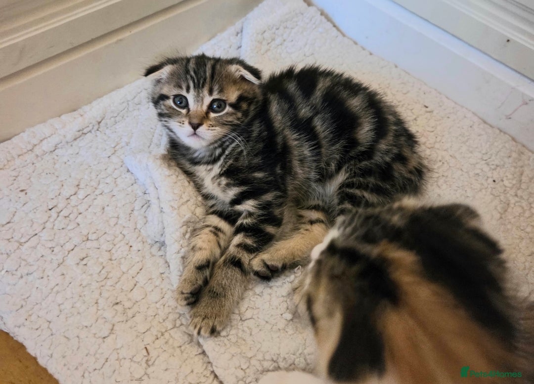 Scottish Fold cats for sale: Beautiful Scottish Folds - Image 23