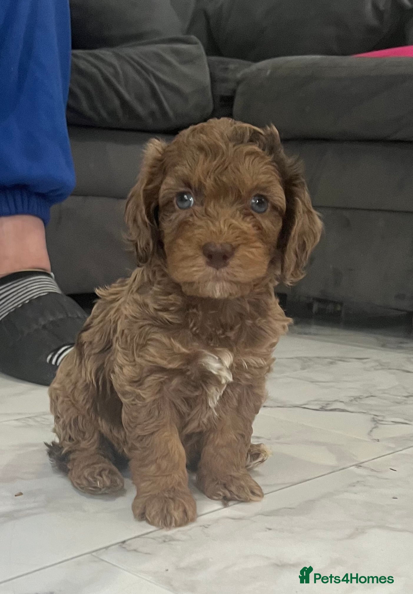 Cockapoo dogs Quality F1 best in the west mids beautiful pups - Advert 12