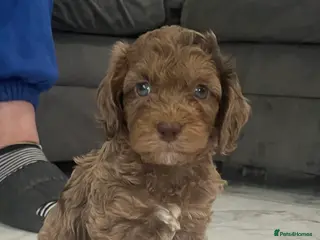 Cockapoo dogs Quality F1 best in the west mids beautiful pups - Advert 12