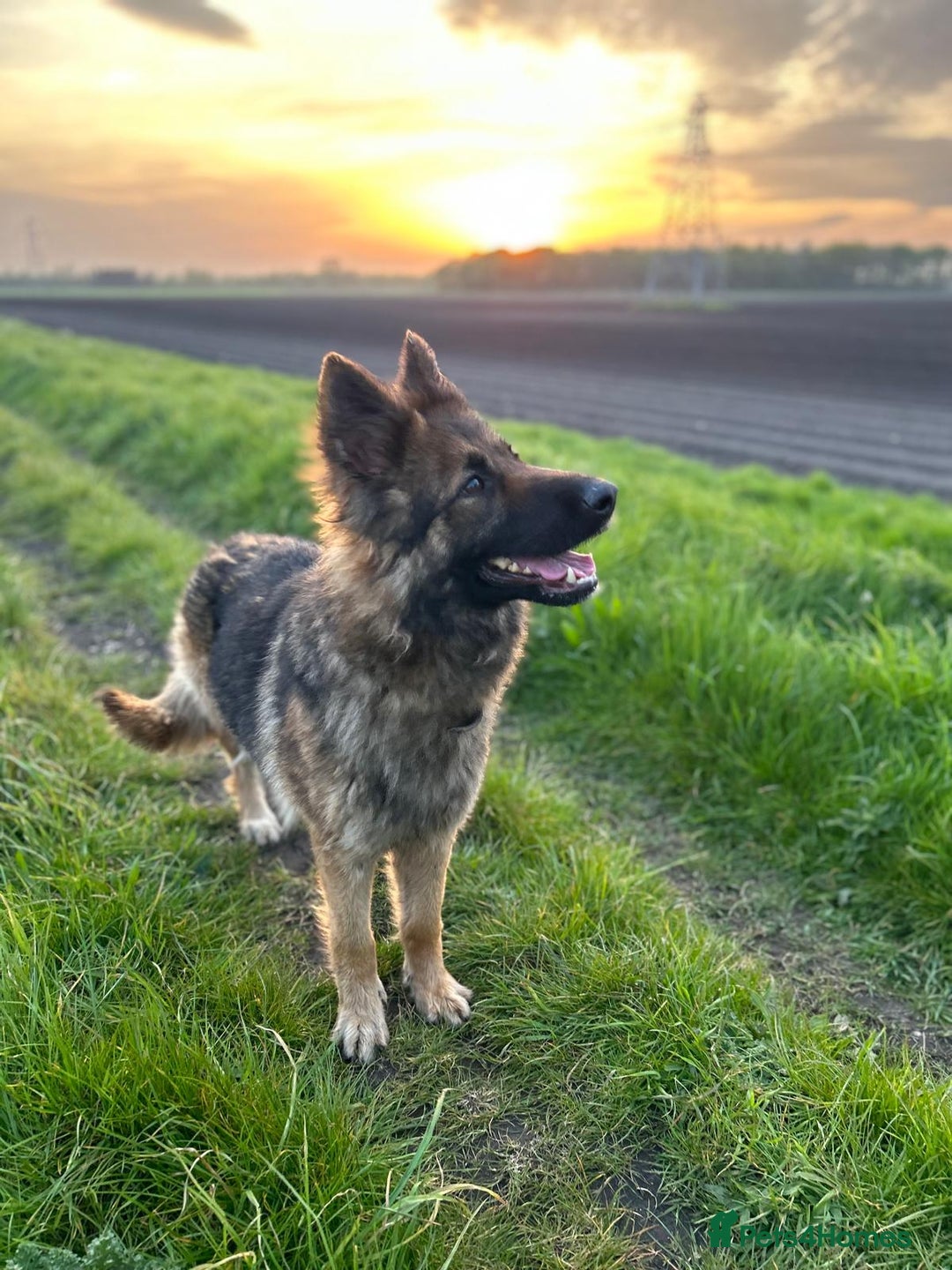 German Shepherd dogs for sale: Very small female German shepherd  - Image 2