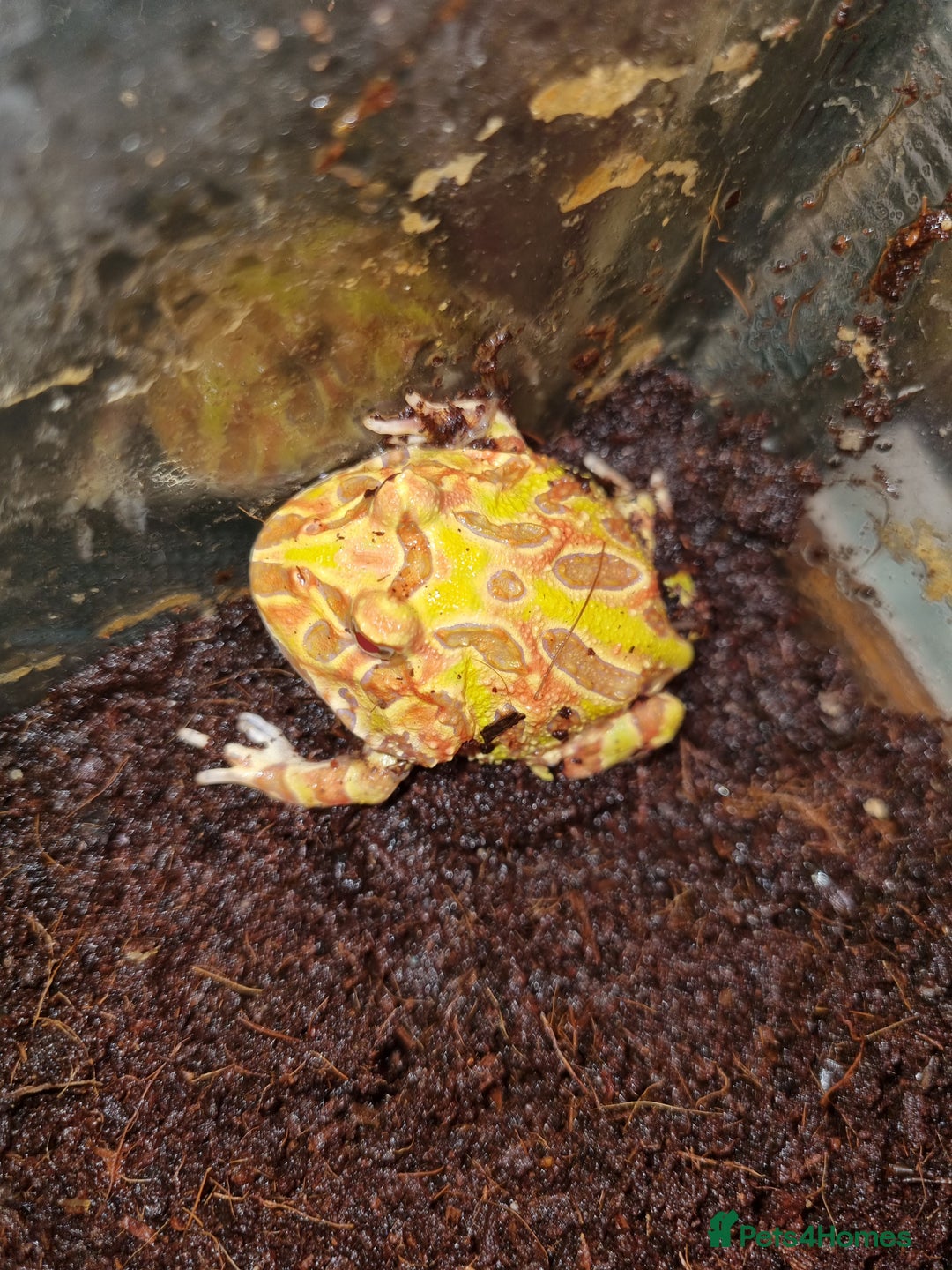 Frog reptiles for sale: Albino horned frog  - Advert 2