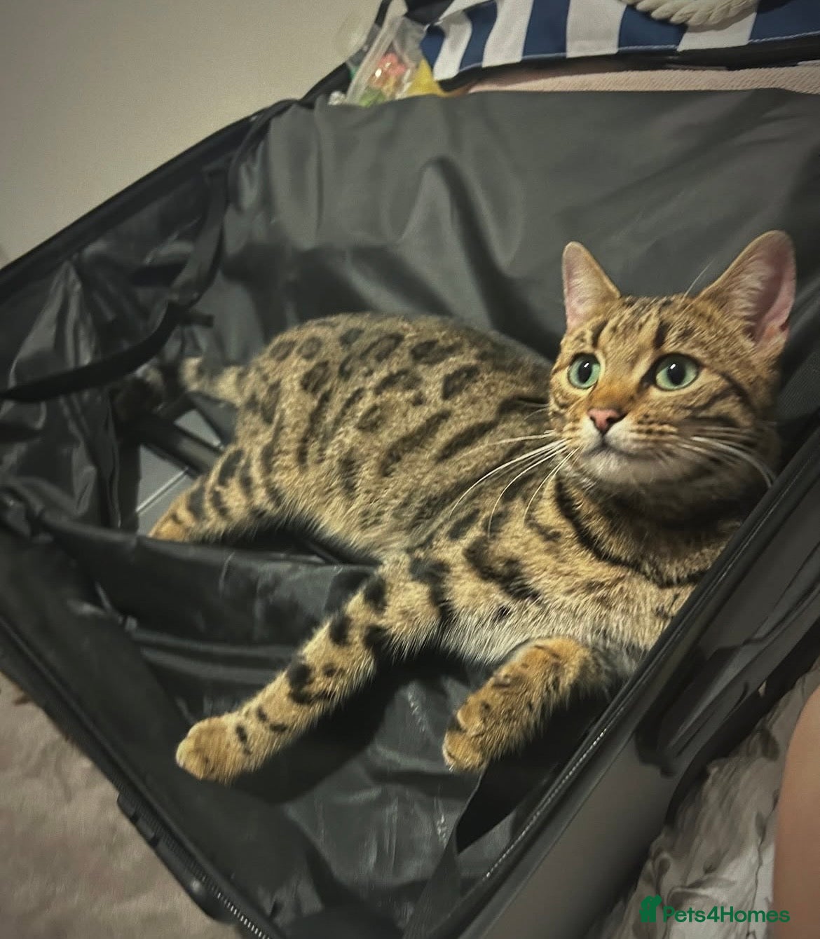 Bengal cats Beautiful Bengal crosses  - Advert 5