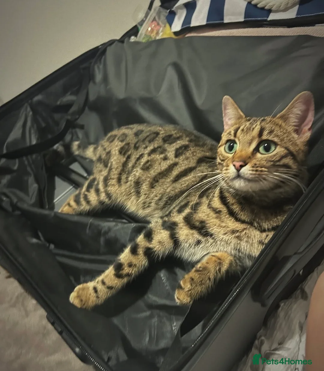 Bengal cats for sale: Beautiful Bengal crosses  - Advert 1