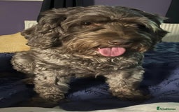 Cockapoo dogs for sale: stunning cockapoos for sale - Image 17