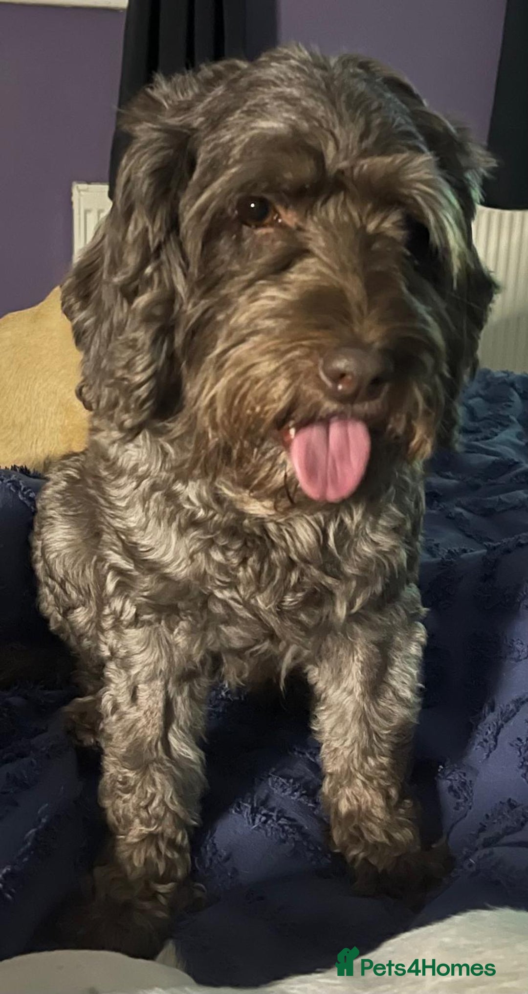 Cockapoo dogs for sale: stunning cockapoos for sale - Image 17