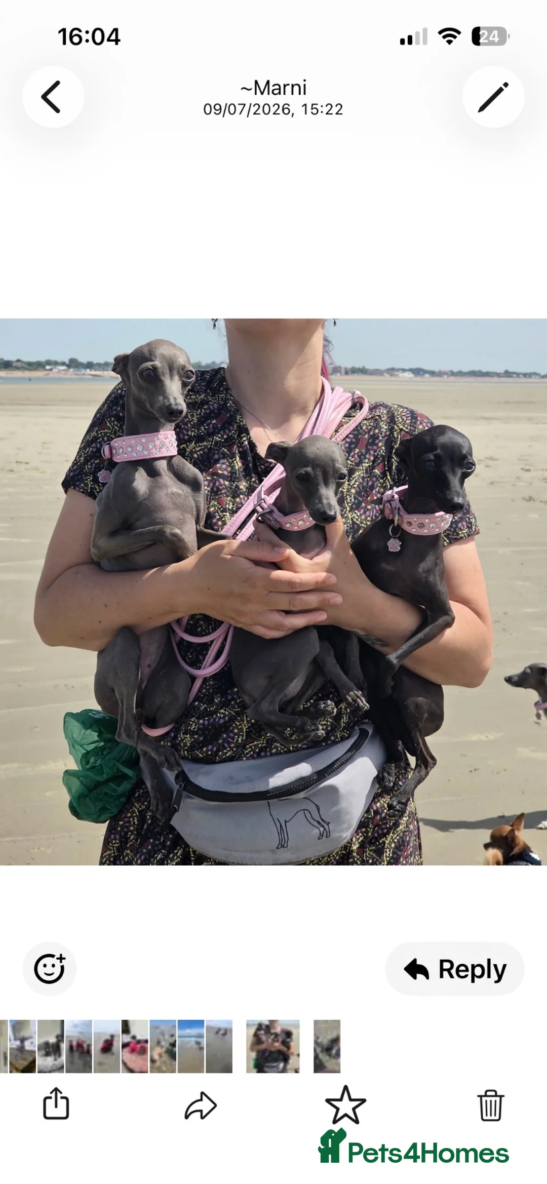 Italian Greyhound dogs for sale: BEAUTIFUL ITALIAN GREYHOUND PUPPIES  - Advert 37