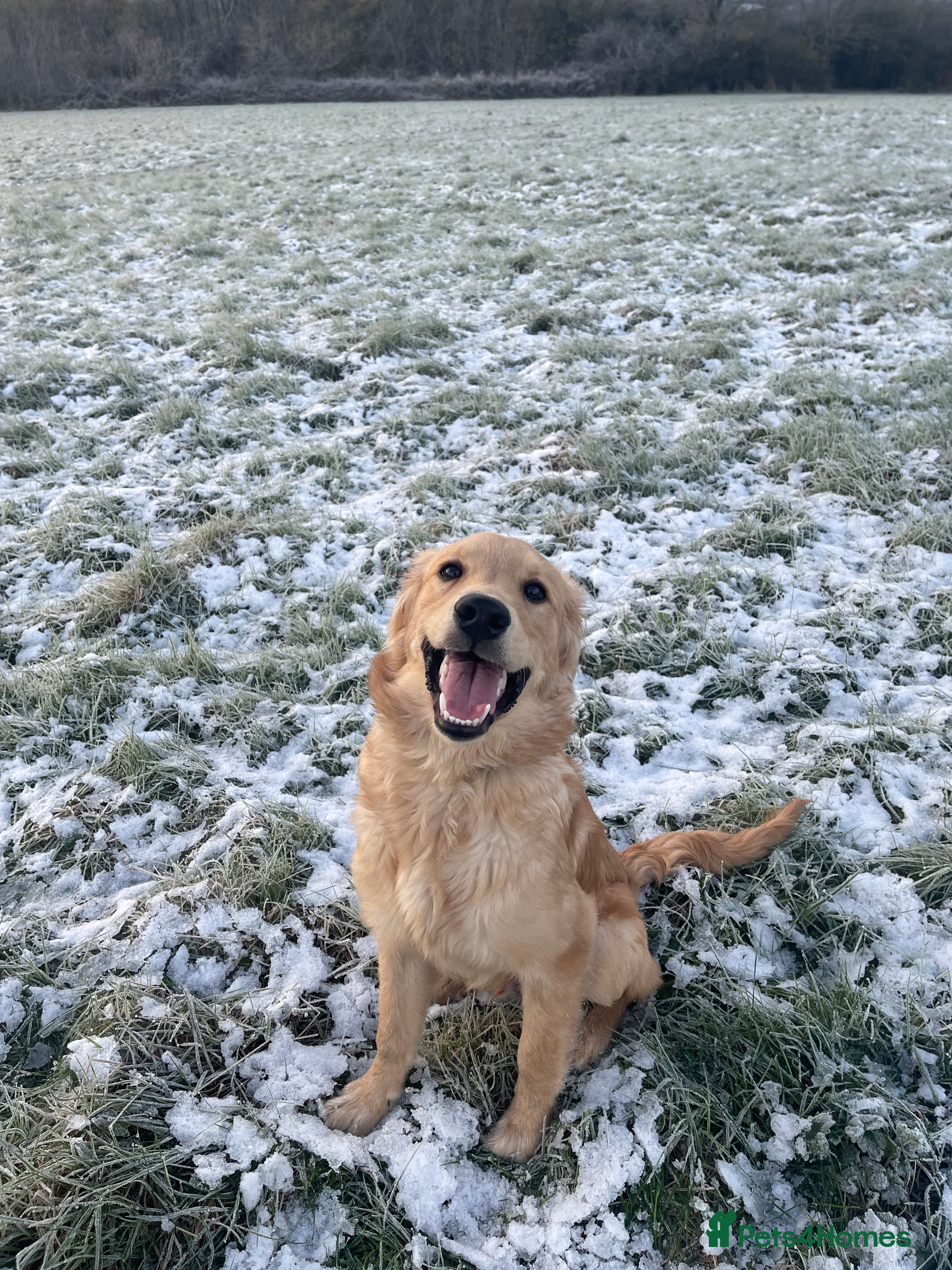 Goldador dogs Gorgeous working Goldador for stud - Advert 1