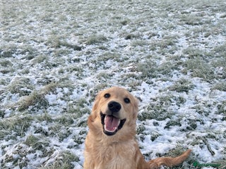 Goldador dogs Gorgeous working Goldador for stud - Advert 1