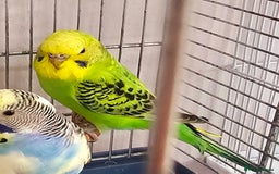 Budgerigars birds for sale: Budgies available for new homes - Image 6