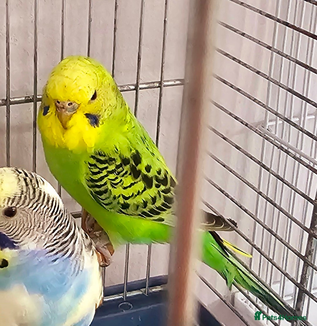 Budgerigars birds for sale: Budgies available for new homes - Image 6