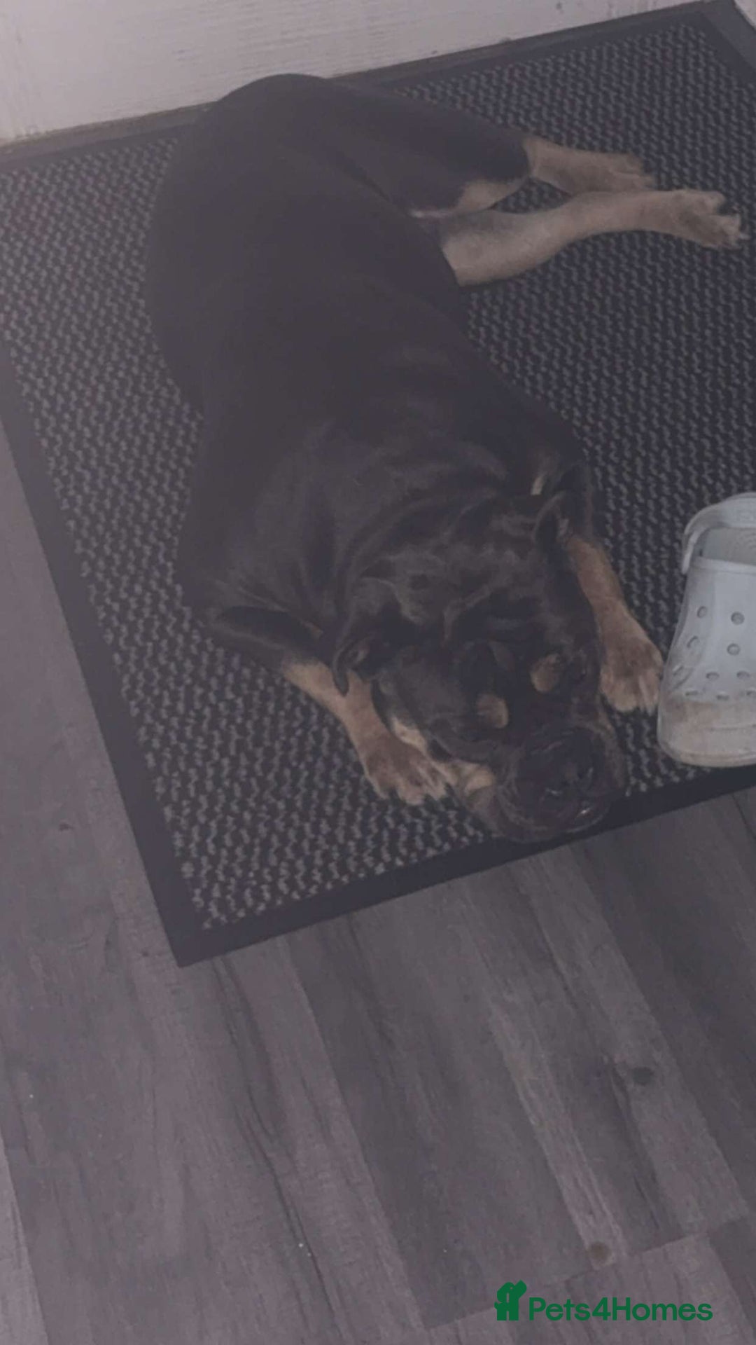 Olde English Bulldogge dogs for sale: Dolly - Advert 5