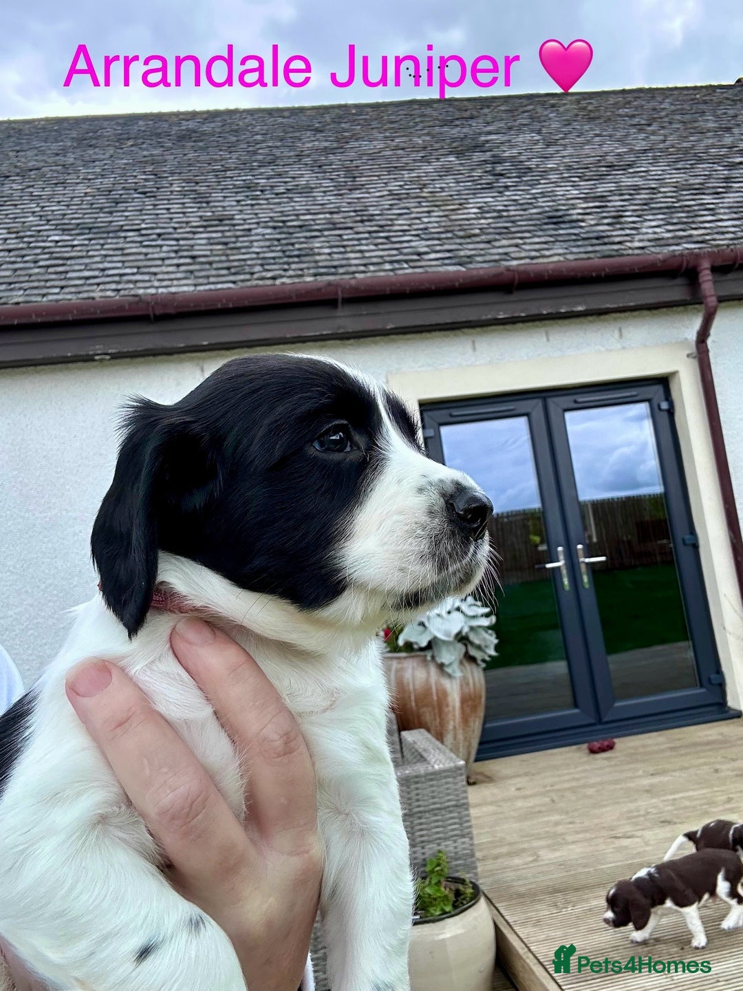 English Springer Spaniel dogs for sale: Springer Spaniels - Image 6