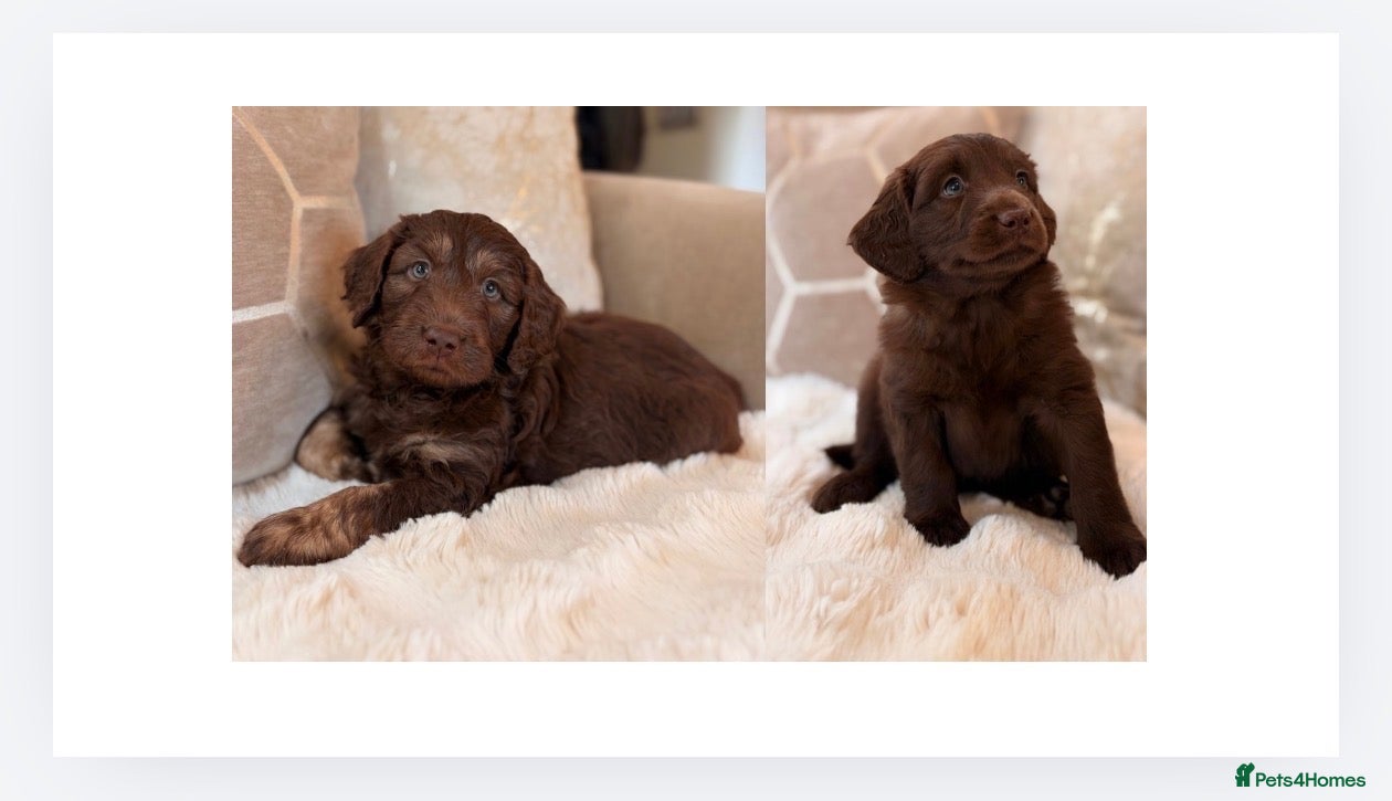 Labradoodle dogs ** RARE CHOC-PHANTOM & MERLE F2 LABRADOODLES ** - Advert 1