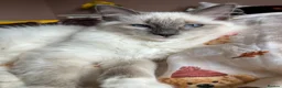 Ragdoll cats for sale: Ragdoll Kittens - Advert 3