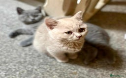 British Shorthair cats for sale: 5 generations pedigree British Shorthair Kittens - Image 14
