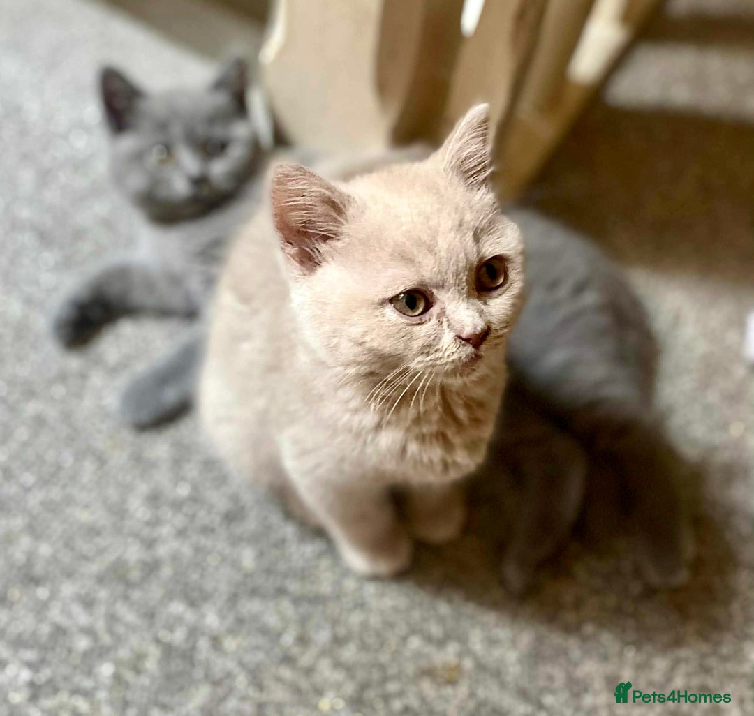 British Shorthair cats for sale: 5 generations pedigree British Shorthair Kittens - Image 14