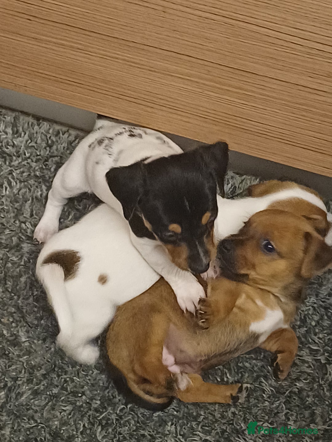 Mixed Breed dogs for sale: Jack Russell/ dachshund  - Image 8