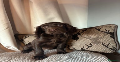Cocker Spaniel dogs in Newton Abbot - Advert 11