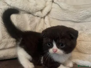 Scottish Fold cats Reg. Scottish fold - super special babies - Advert 6