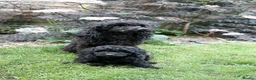 Miniature Poodle dogs for sale: Miniature Poodles in Northolt - Advert 1