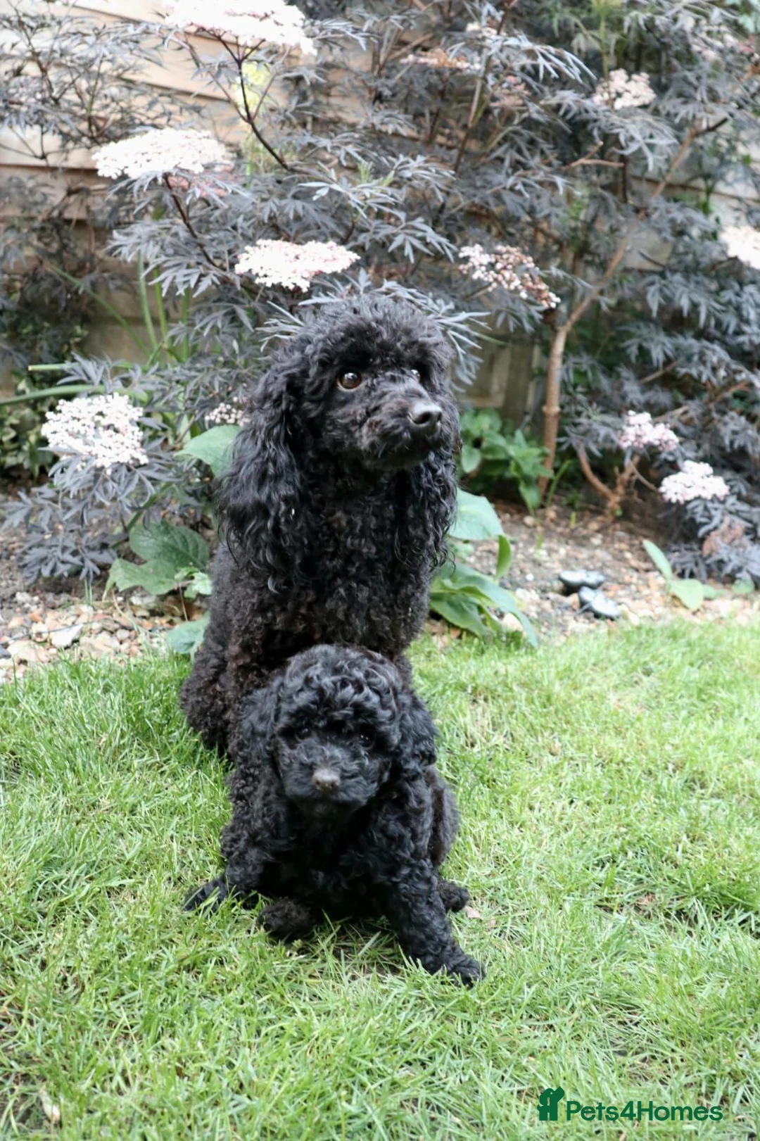 Miniature Poodle dogs for sale: Miniature Poodles in Northolt - Advert 1