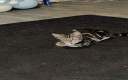 Abyssinian cats for sale: 4/5 month kitten  - Image 2