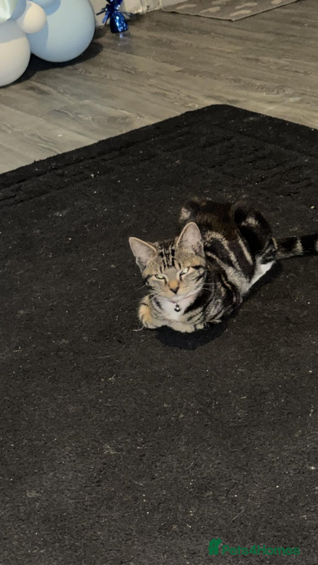 Abyssinian cats for sale: 4/5 month kitten  - Image 2