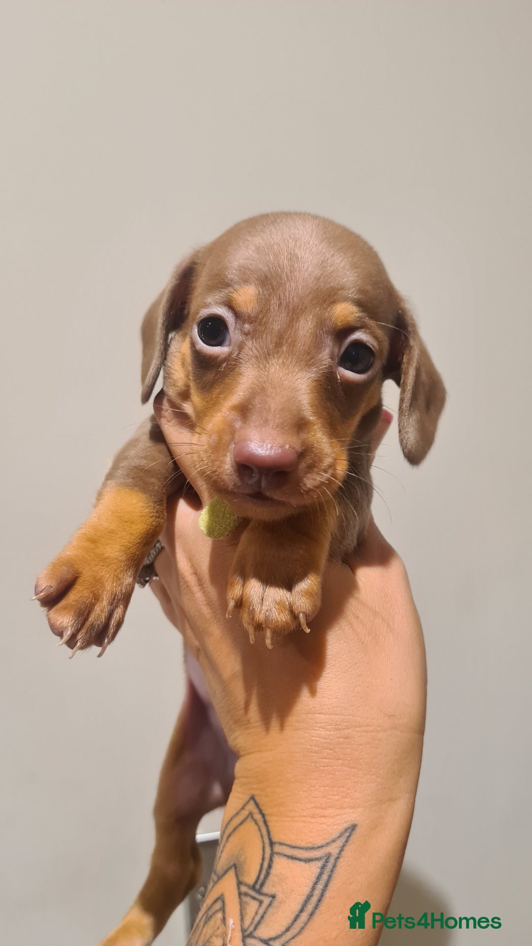 Miniature Dachshund dogs for sale: Smooth haired daxies available 3boys 3 girls - Image 13