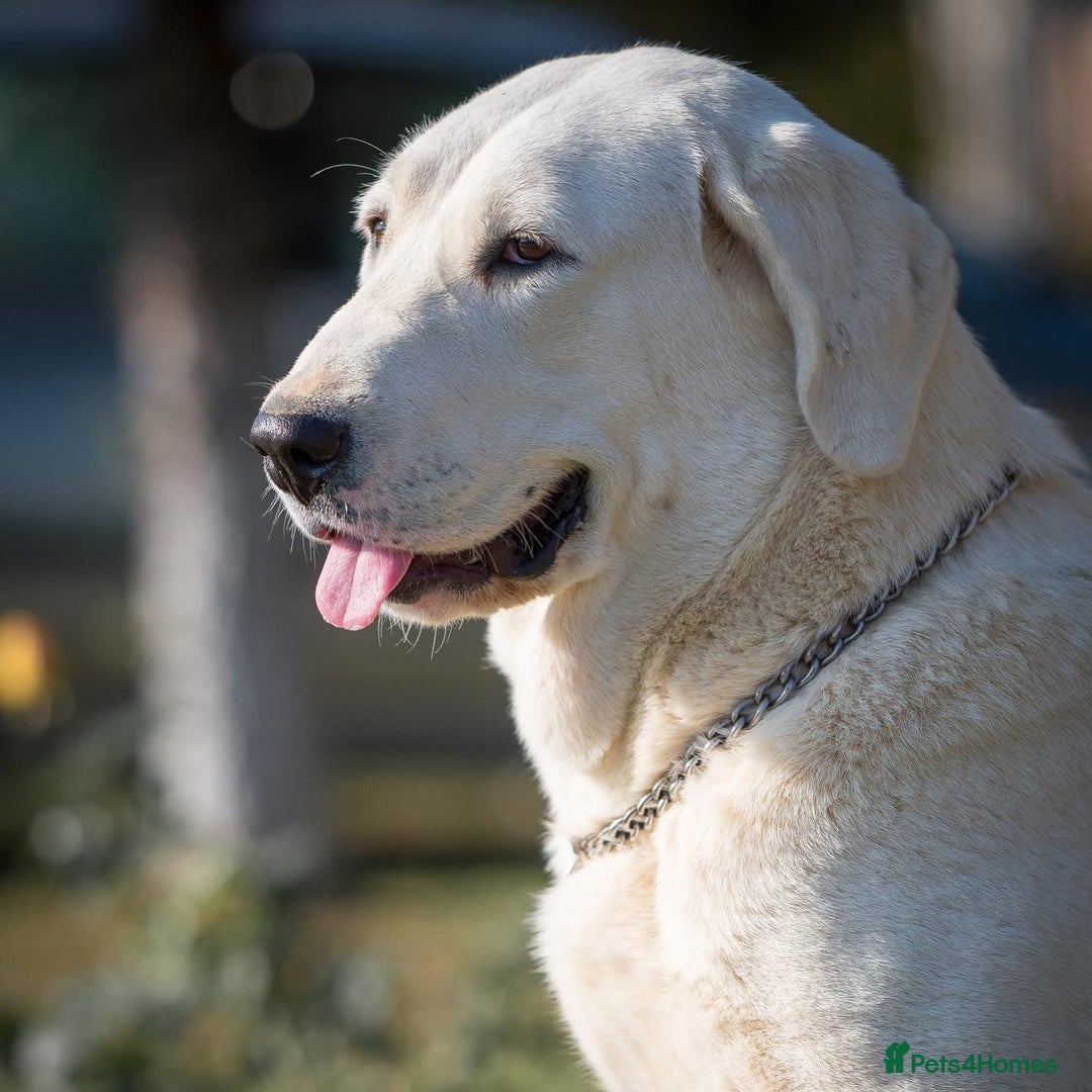 Central Asian Shepherd dogs for stud: Serbia import, amazing structure,  - Image 3