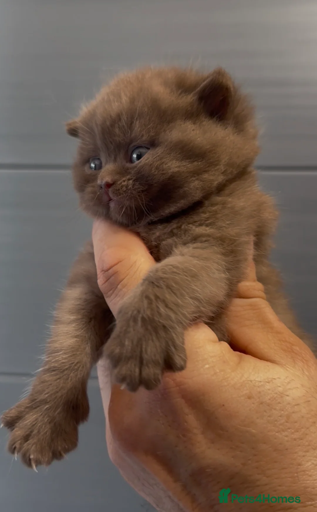 British Shorthair cats for sale: Beautiful chunky cinnamon boys looking new home - Advert 13