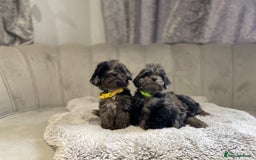 Cockapoo dogs for sale:  pra clear cockapoo puppy’s ready in 1 weeks - Image 11