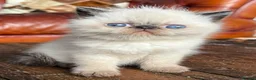 Exotic cats for sale: Last Remaining  Exotic Shorthair Kitten - Advert 30