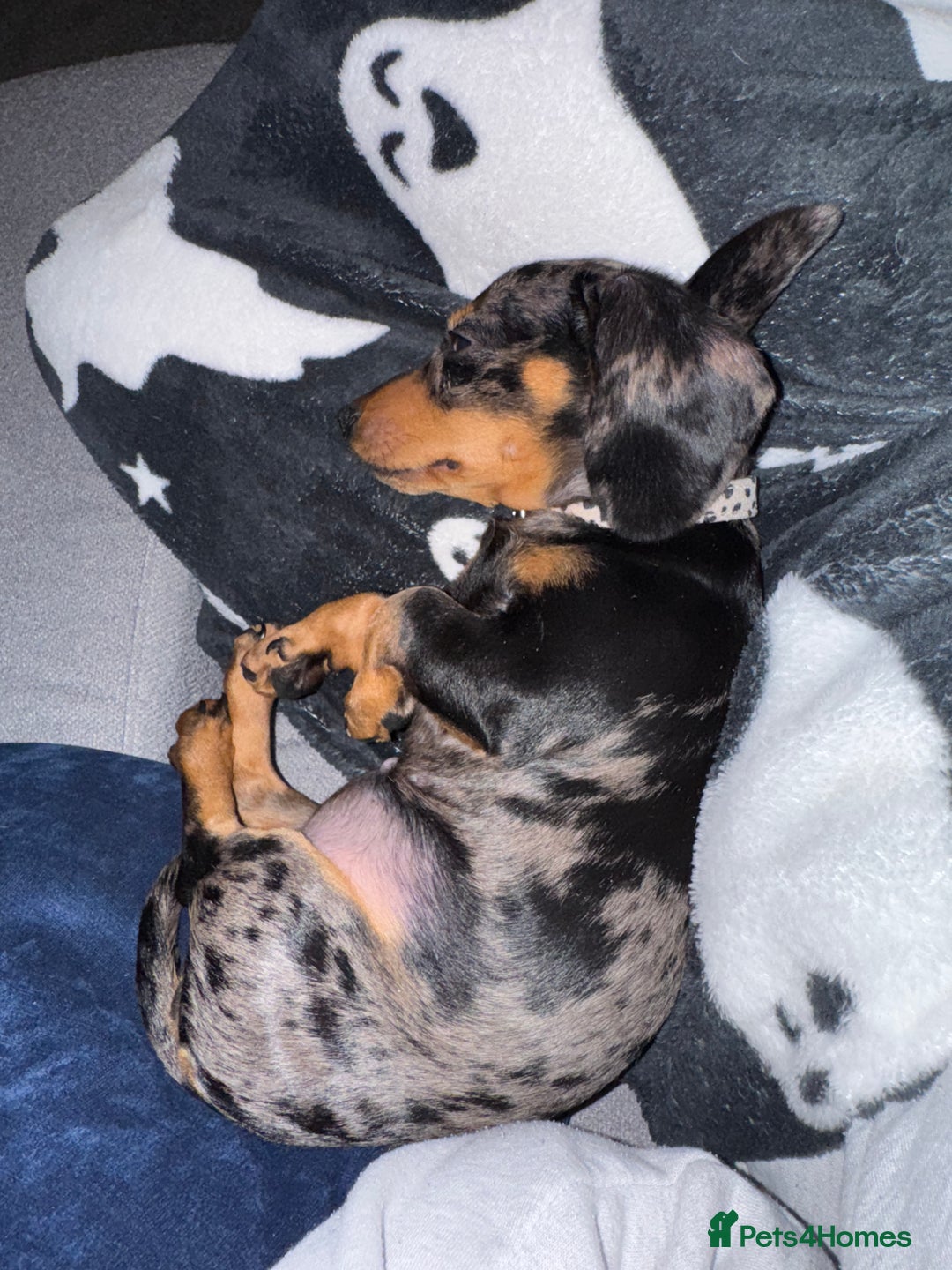 Miniature Dachshund dogs for sale: Miniature Dachshund  - Image 5
