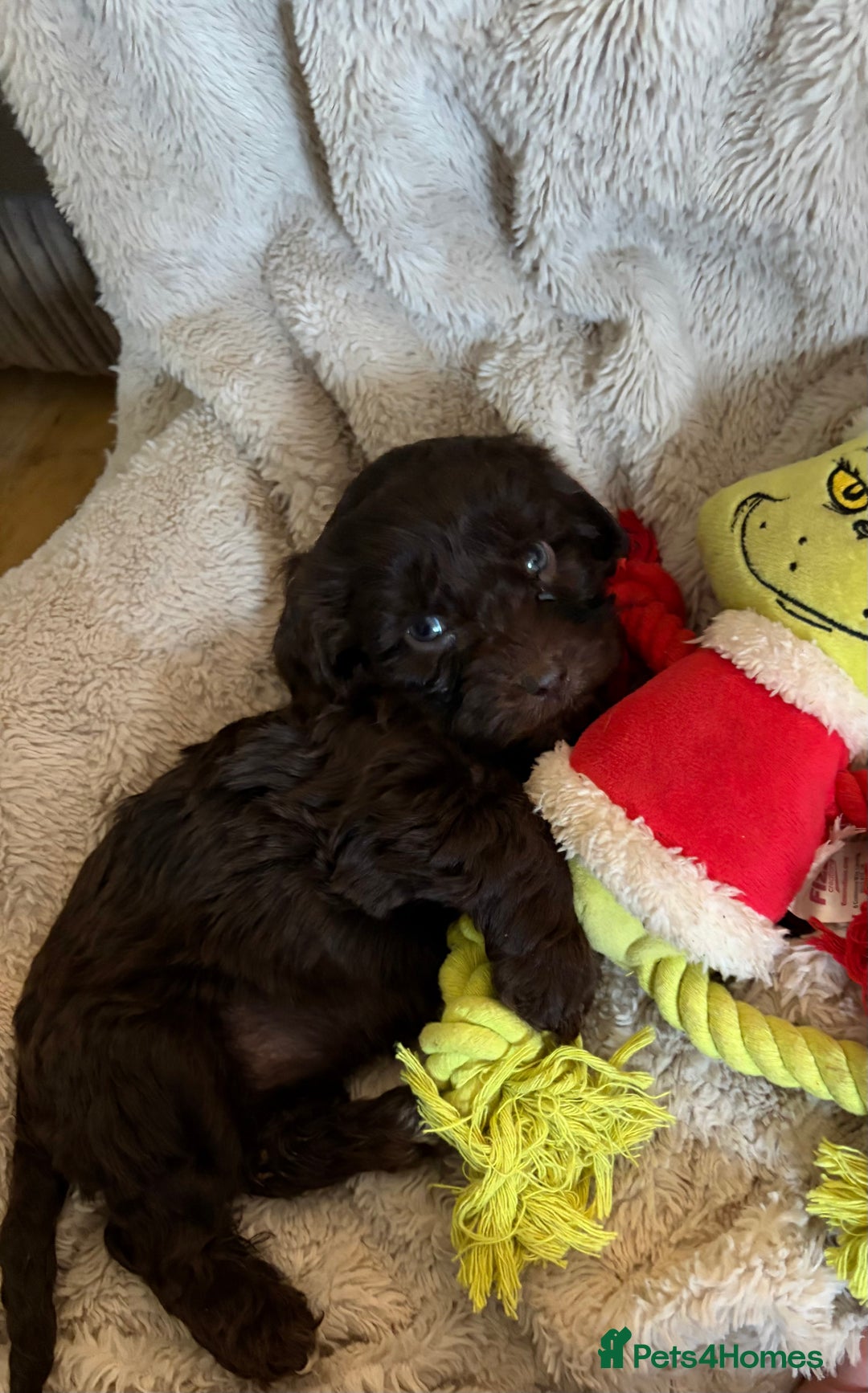 Cockapoo dogs for sale: Beautiful litter of Cockapoo puppies F1 - Advert 20