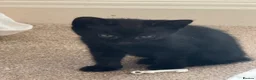 Mixed Breed cats for sale: Black kittens  - Advert 10