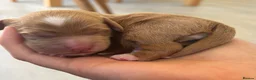 Cockapoo dogs for sale: Beautiful F1 cockapoos - 4 reserved! - Advert 2