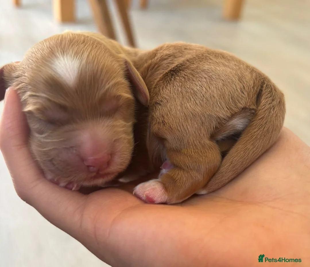Cockapoo dogs for sale: Beautiful F1 cockapoos - 4 reserved! - Advert 2