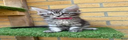 Maine Coon cats for sale: Black smoke Maine coon kittens champion blood line - Advert 12