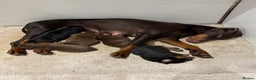 Dobermann dogs for sale: KC champion bloodline Doberman pups  - Advert 9
