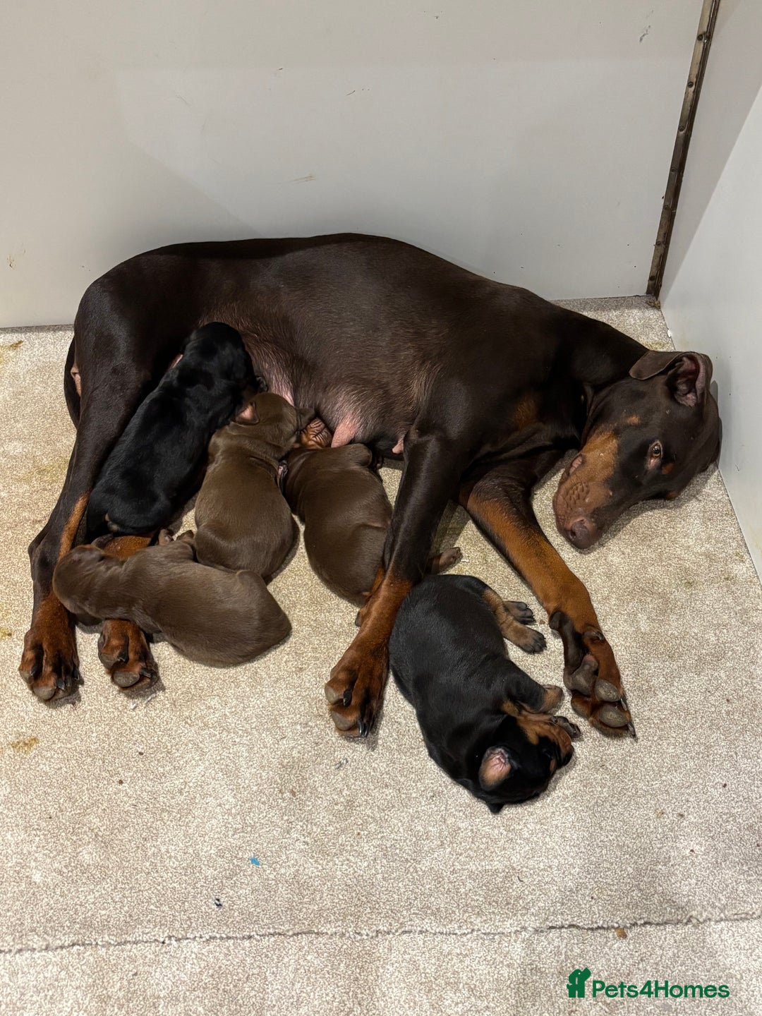 Dobermann dogs for sale: KC champion bloodline Doberman pups  - Advert 9
