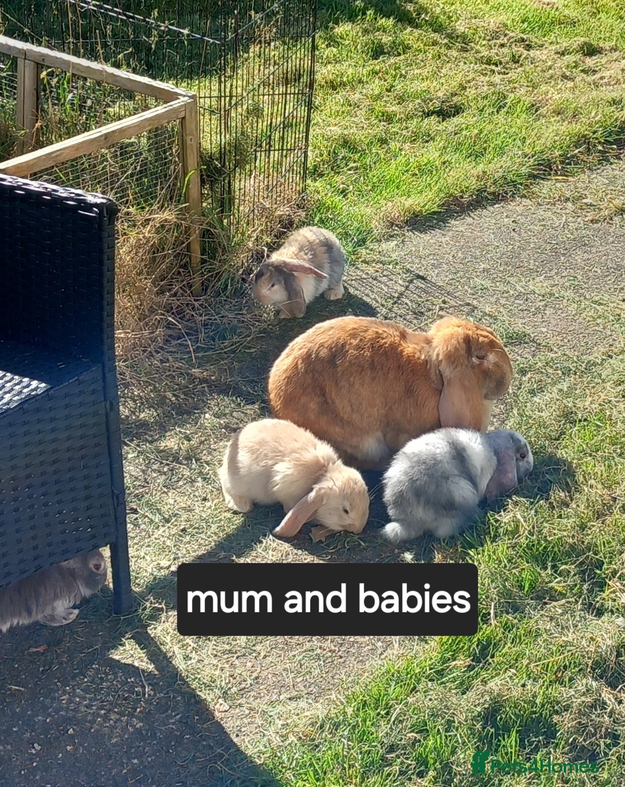 French Lop rabbits Pure french lop baby rabbits ready 4th april - Advert 10