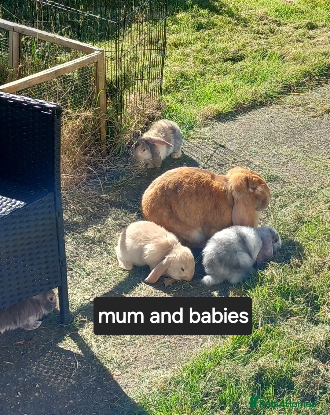 French Lop rabbits for sale: Pure french lop baby rabbits ready 4th april - Advert 2