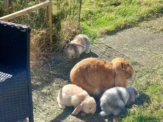 French Lop rabbits Pure french lop baby rabbits ready 4th april - Advert 10