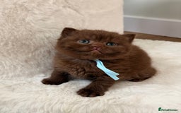 British Shorthair cats for sale: 7 British Shorthair Kittens TICA®️ – Import Lines - Image 20