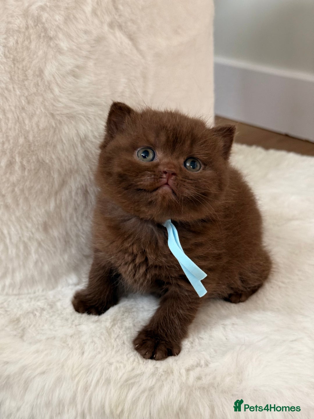 British Shorthair cats for sale: 7 British Shorthair Kittens TICA®️ – Import Lines - Image 20