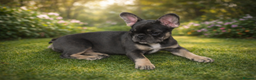 French Bulldog dogs for sale: 2 beautiful girls looking for their forever homes - Advert 6