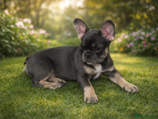 French Bulldog dogs 2 beautiful girls looking for their forever homes - Advert 3