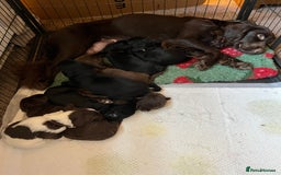 Sprocker dogs for sale: 🤎 8 beautiful sprocker pups 🤎 - Image 2